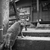 背戸屋の猫