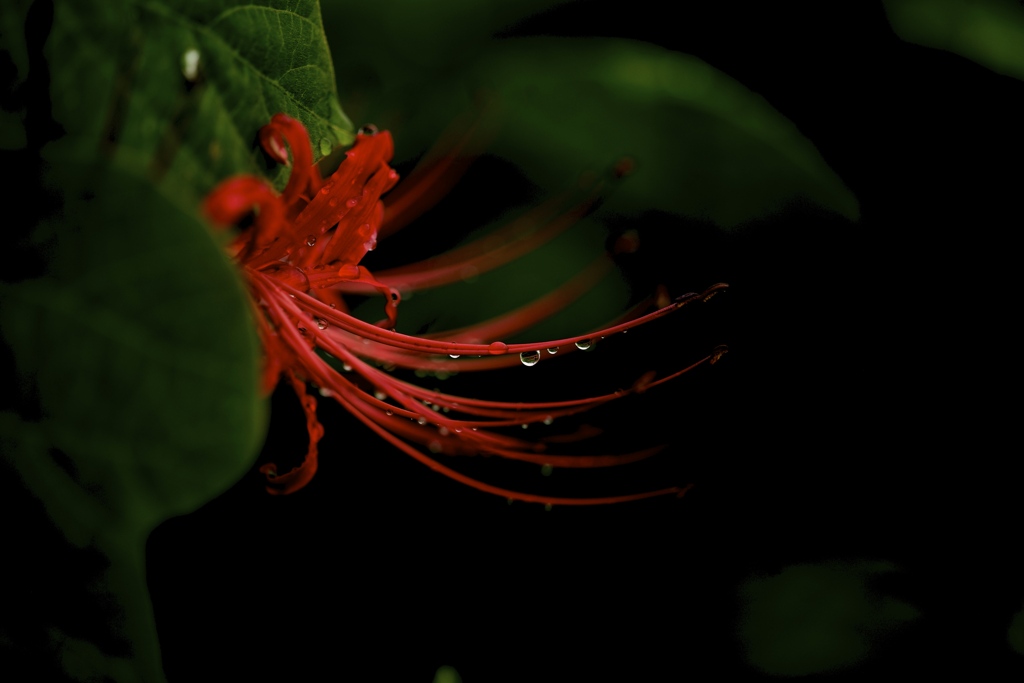 曼珠沙華