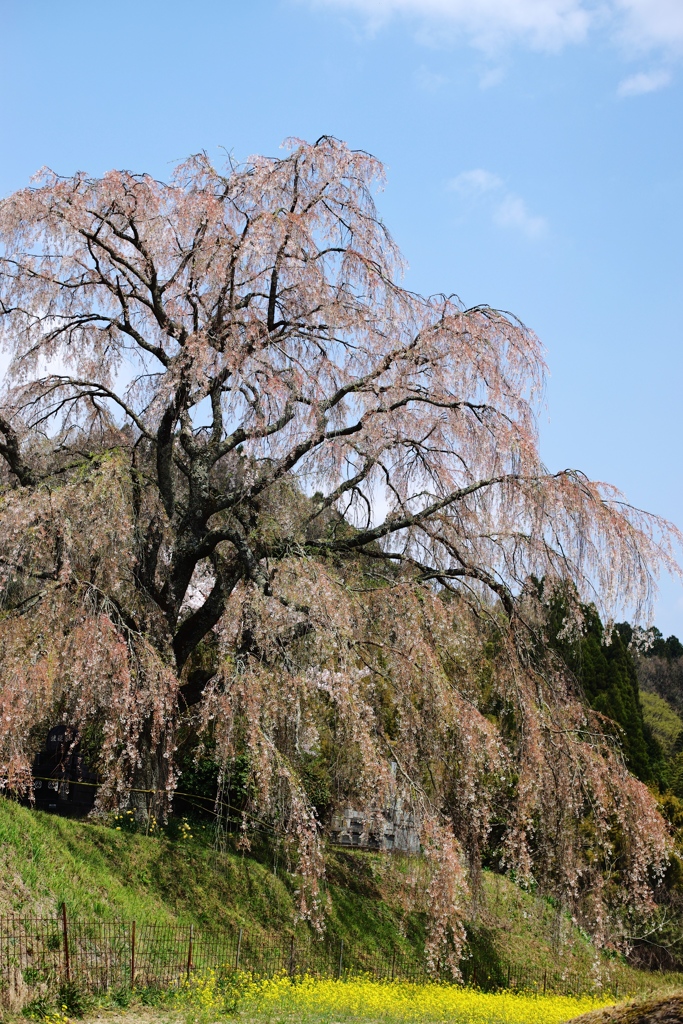 清水家の墓守桜