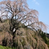 清水家の墓守桜