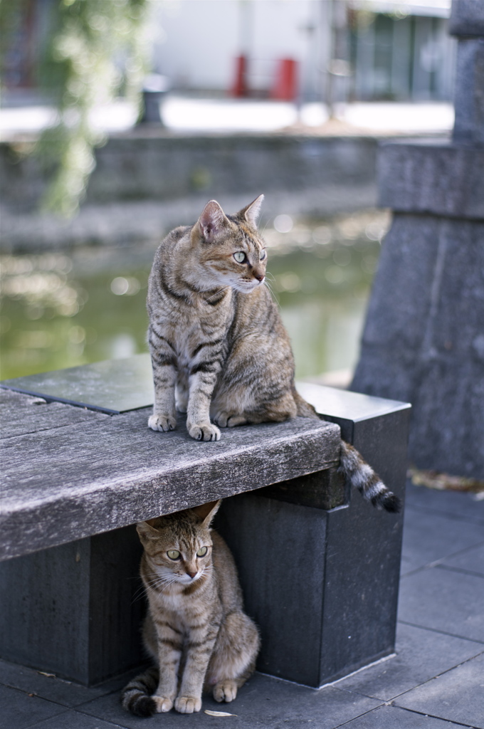 水郷　柳川　猫