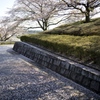 トヨタ博物館の桜