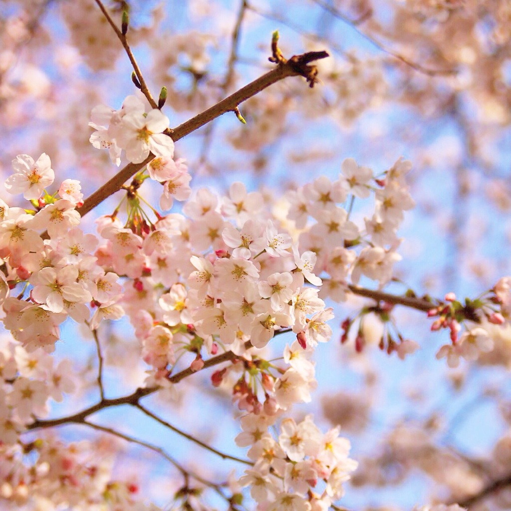 嵐山の桜さん