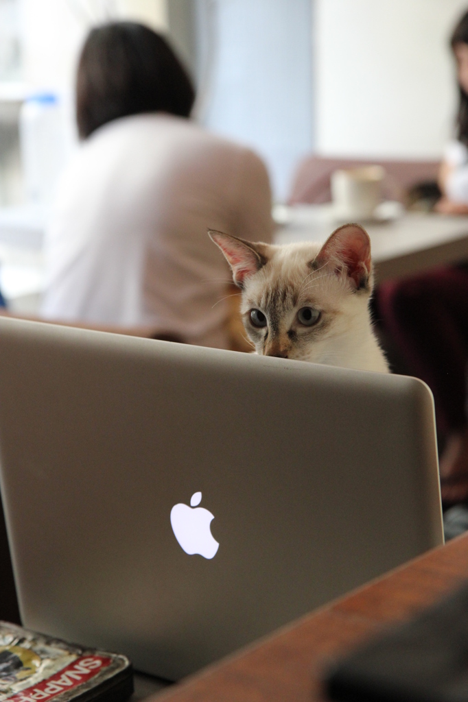 猫cafe #1