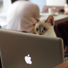 猫cafe #1
