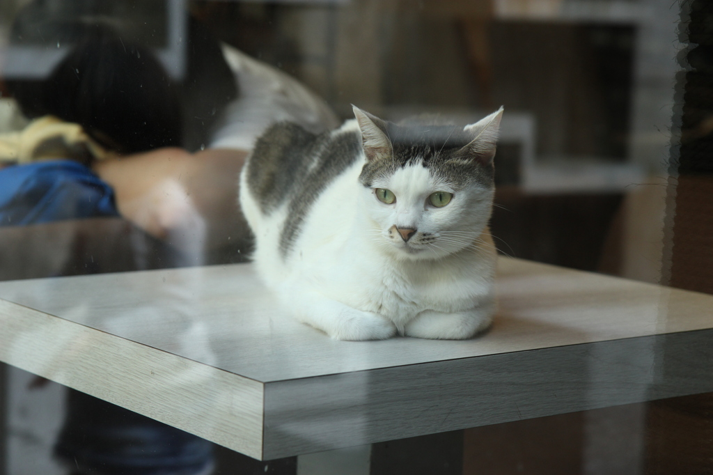 猫cafe #3