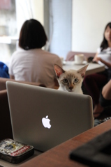 猫cafe #2