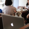 猫cafe #2