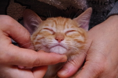 しあわせ