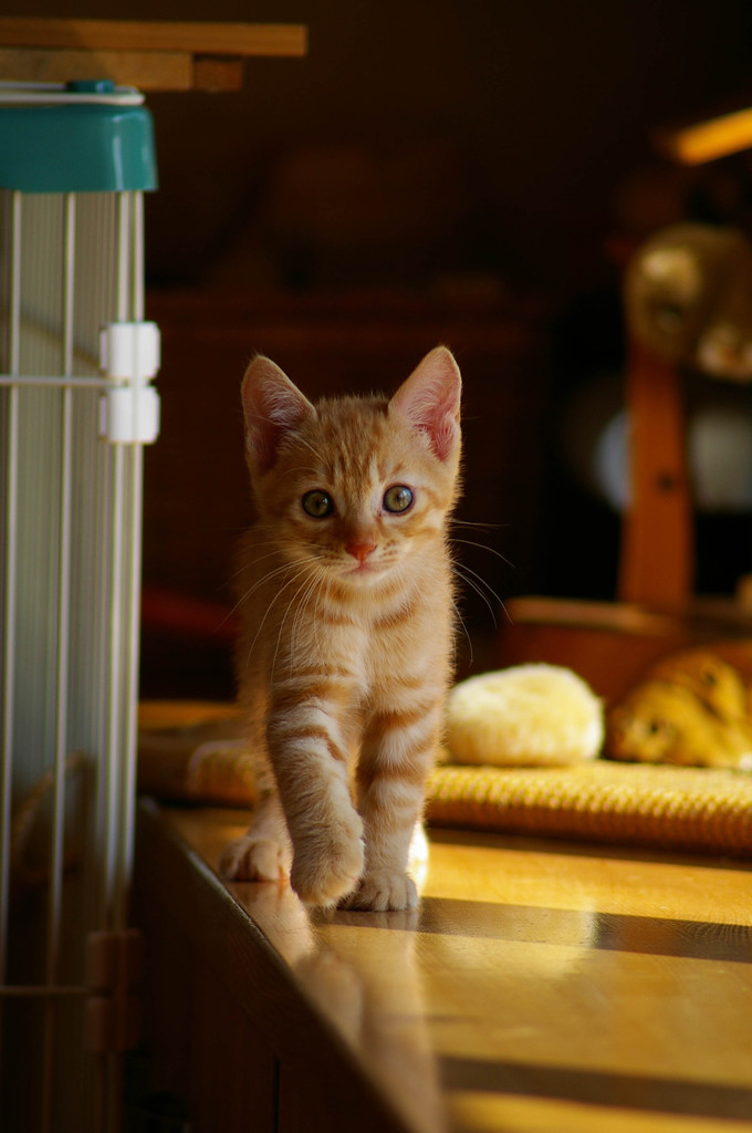 子猫