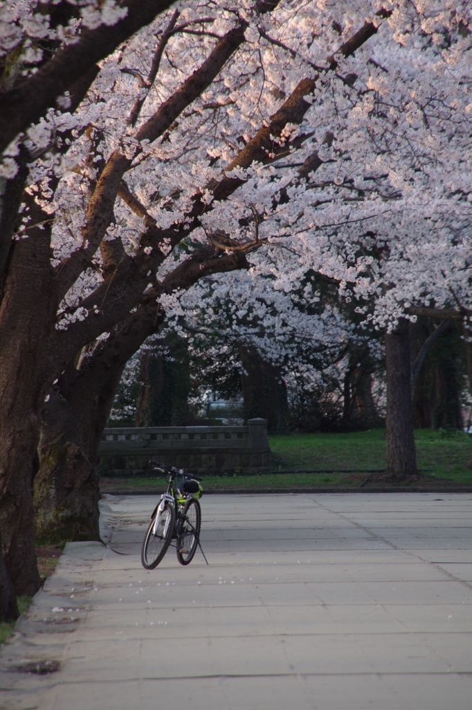 桜と自転車