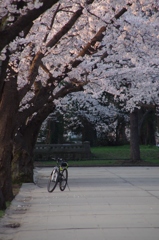 桜と自転車