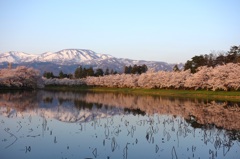 水面の春～朝