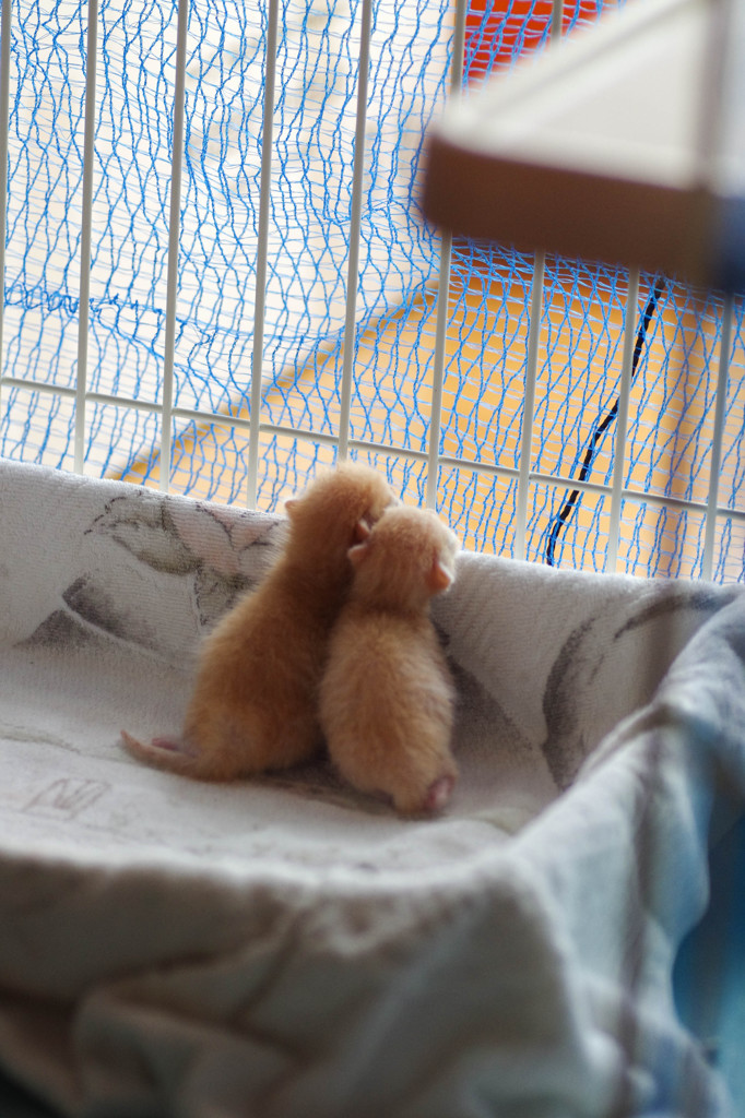 なかよし