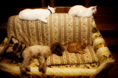 4匹が眠る