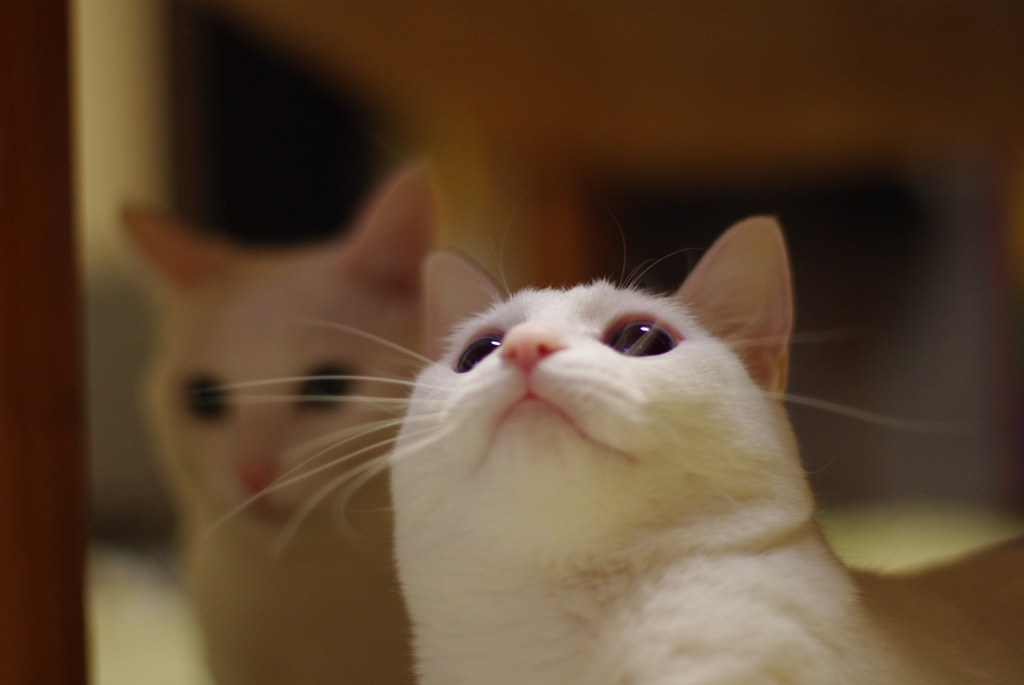 猫の口元