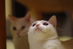 猫の口元