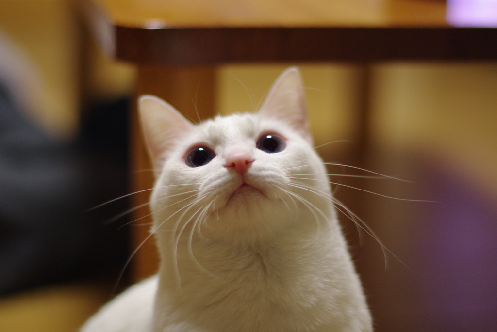 ほっこり