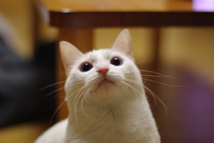 ほっこり
