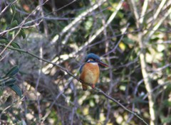 IMG_0222