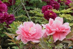 DSC04603