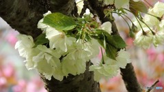 DSCN0692