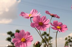 IMG_7511