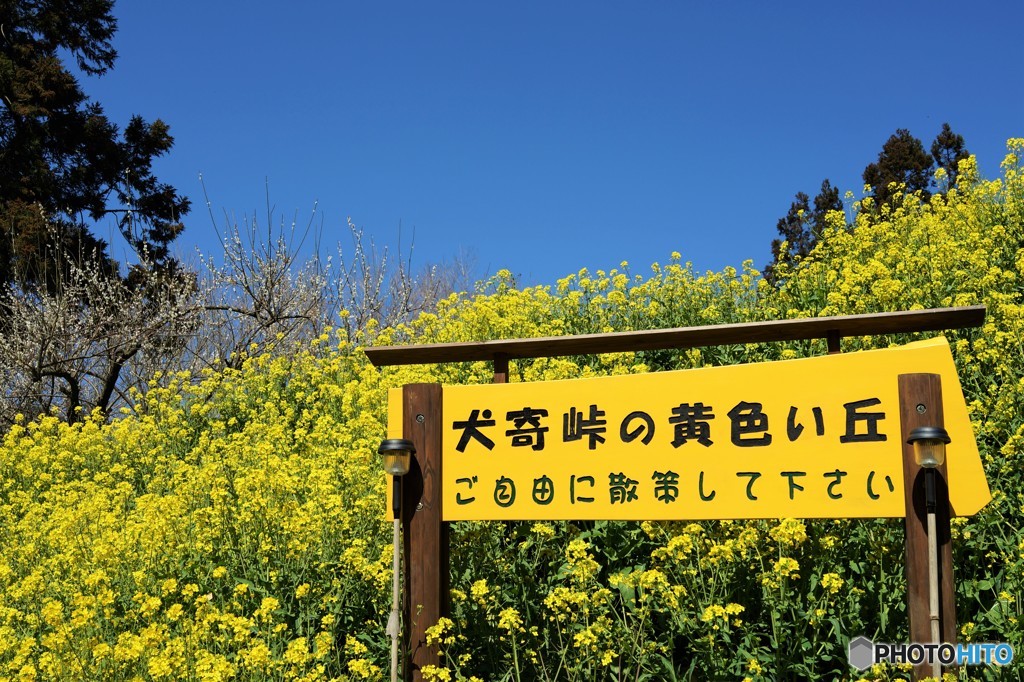 犬寄峠の黄色い丘