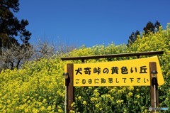 犬寄峠の黄色い丘