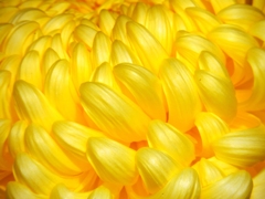 DSCN7009