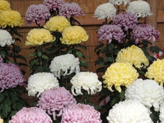 DSCN7002