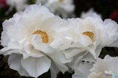 IMG_9784
