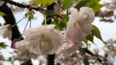 DSCN0700