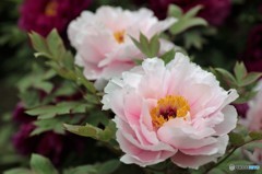 IMG_9770