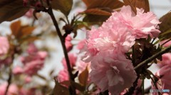 DSCN0730
