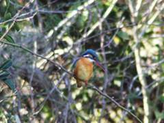 IMG_0226