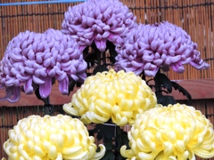 DSCN7005