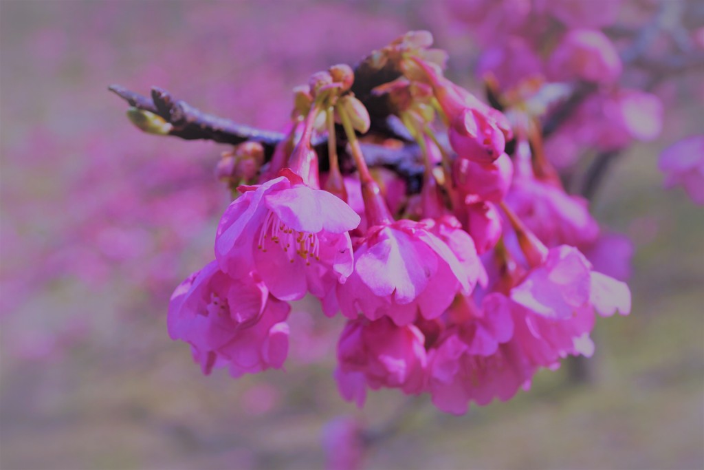 DSC00690