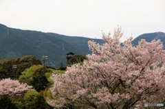 IMG_9694