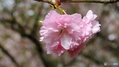 DSCN0687
