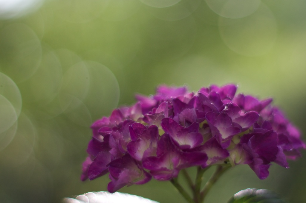 葡萄色の紫陽花