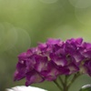 葡萄色の紫陽花
