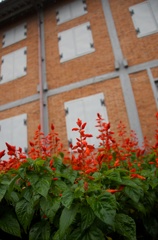 富岡製糸と赤い花