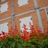 富岡製糸と赤い花