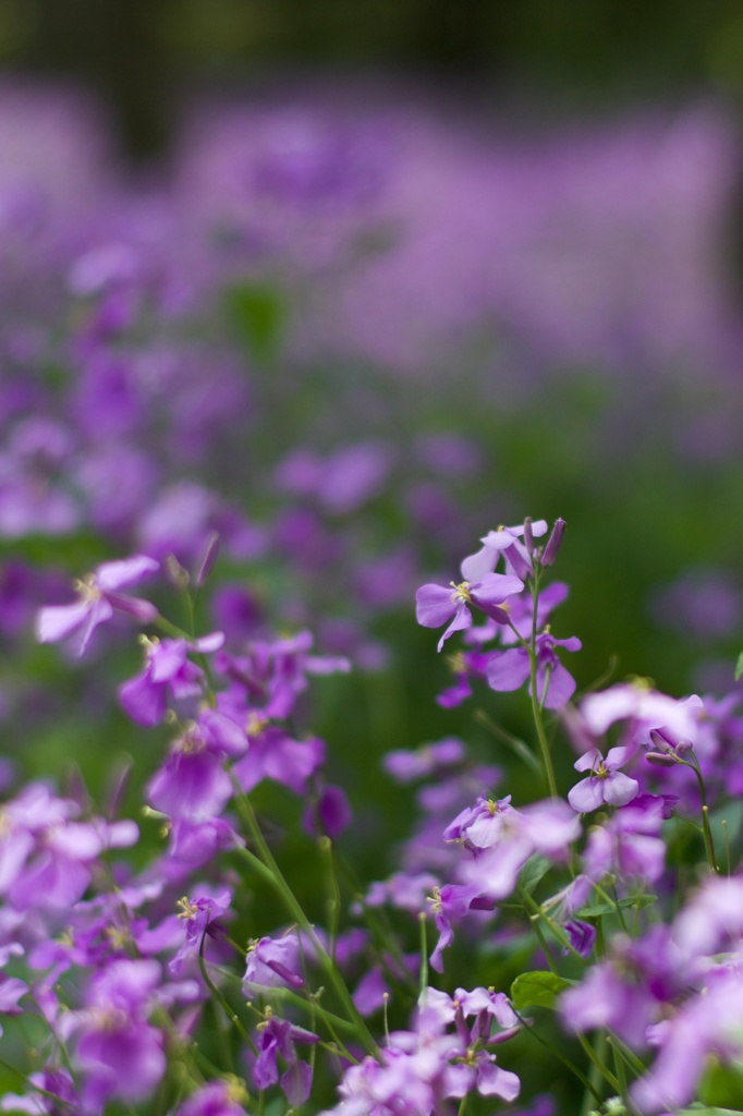 若紫の花々