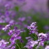 若紫の花々