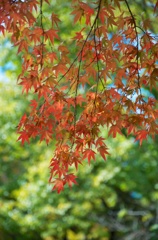 Rosso e verde