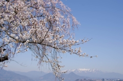 雪と桜