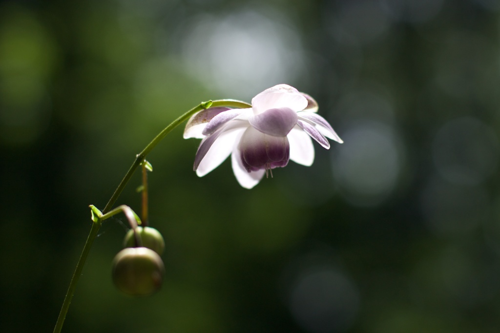 凛と咲く花