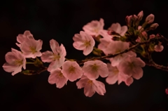 ソメイヨシノ、咲く